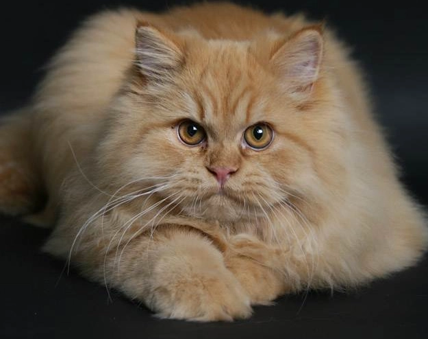 Traditional Persian cat breed