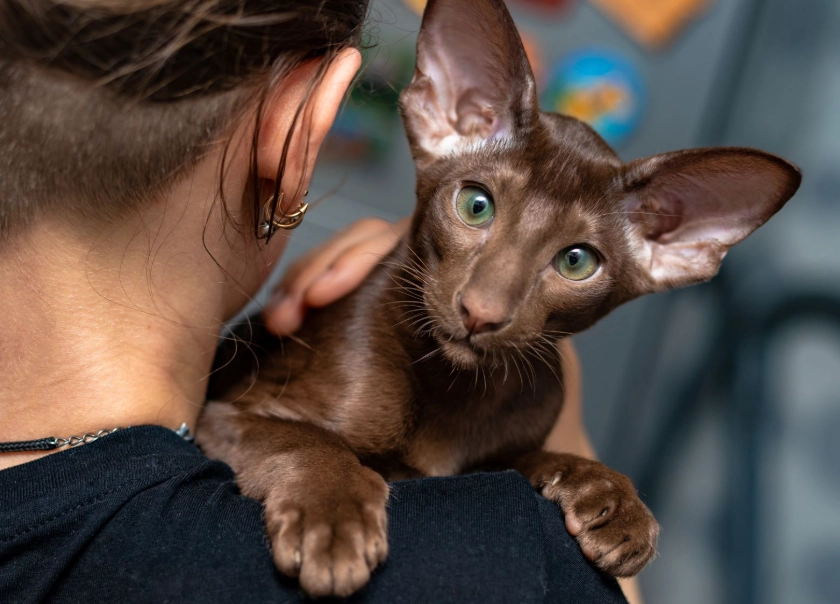 Oriental Shorthair cat Oriental Shorthair cat