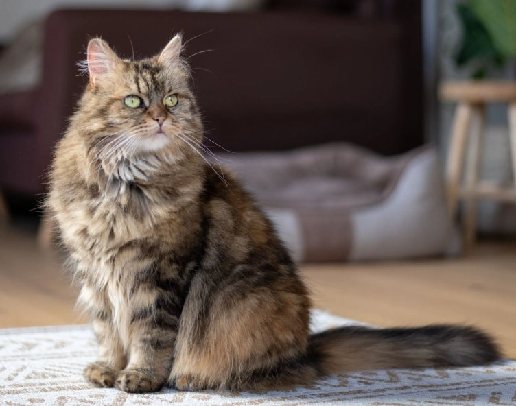 community cats Singapore