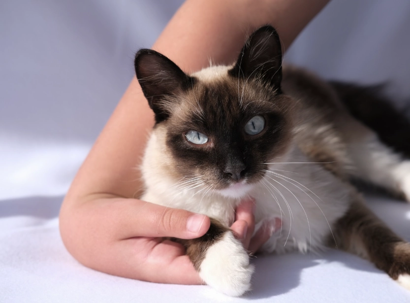 Balinese cat temperament