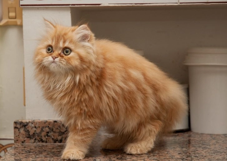 Persian cat health problems