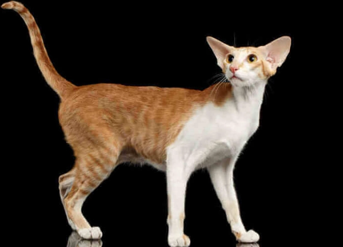 Oriental cat personality Oriental cat personality