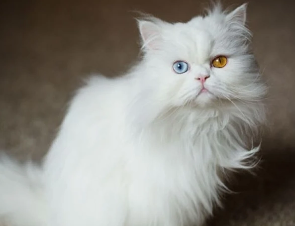 Persian cat grooming