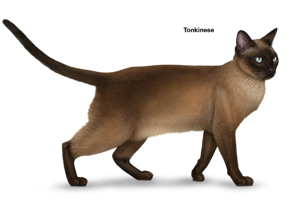 Tonkinese cat colors Tonkinese cat colors
