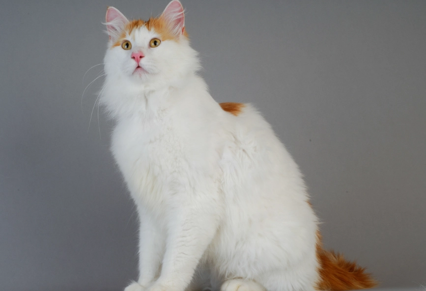 orange Turkish Angora