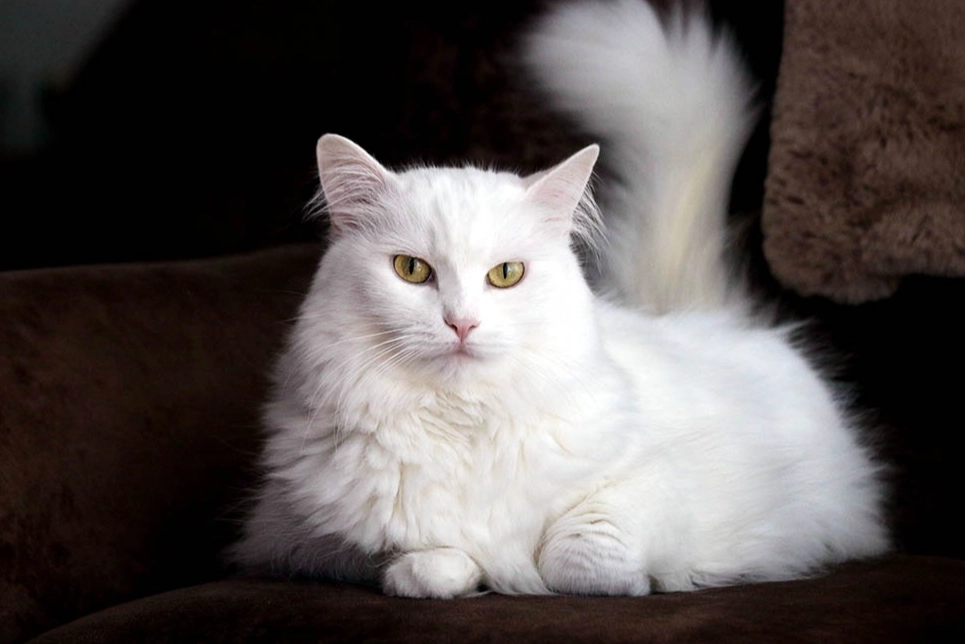 Turkish Angora cat personality