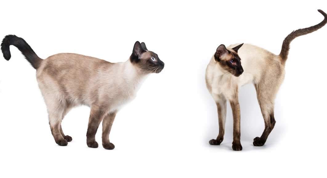 Tonkinese cat breed