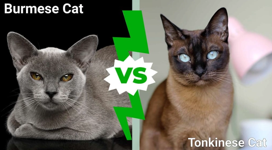 Tonkinese cat cost Tonkinese cat cost
