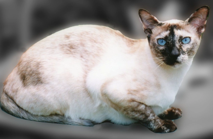 tonkinese cat colors tonkinese cat colors