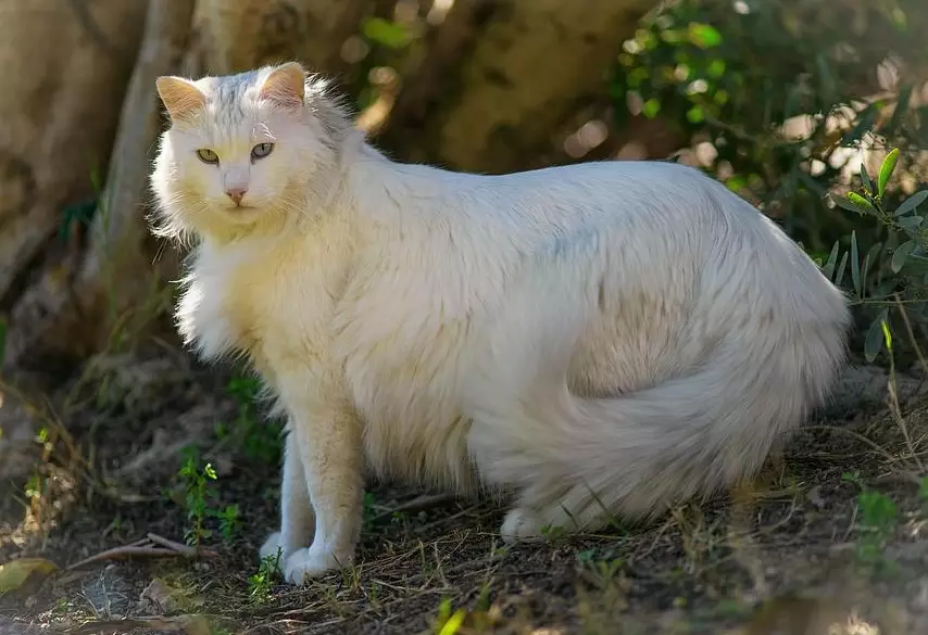 Turkish Angora cat price