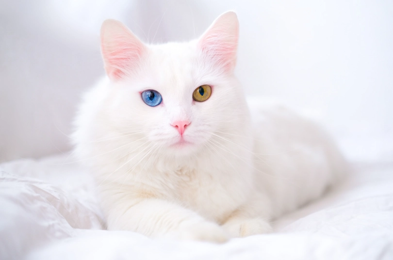 Turkish Angora characteristics