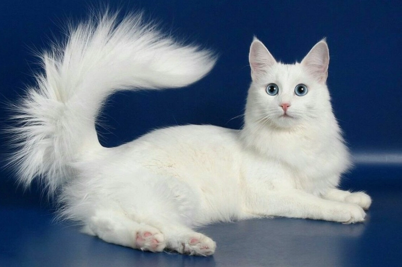 identify Turkish Angora