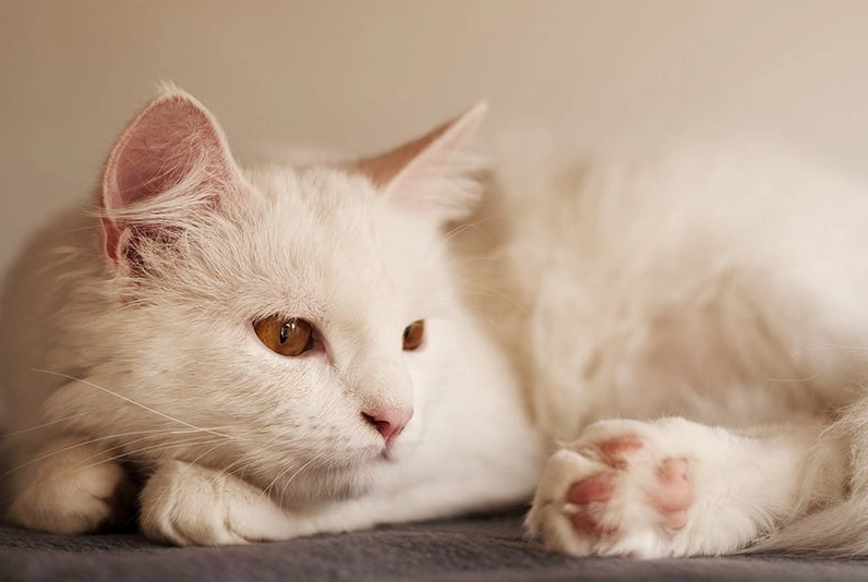 How can I tell if my cat is a Turkish Angora?