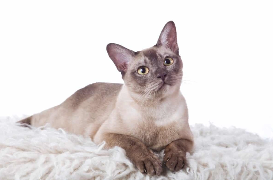 Tonkinese cat price Tonkinese cat price