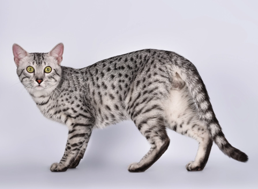 Egyptian cat white