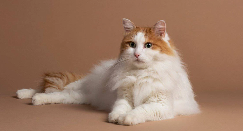 orange Turkish Angora