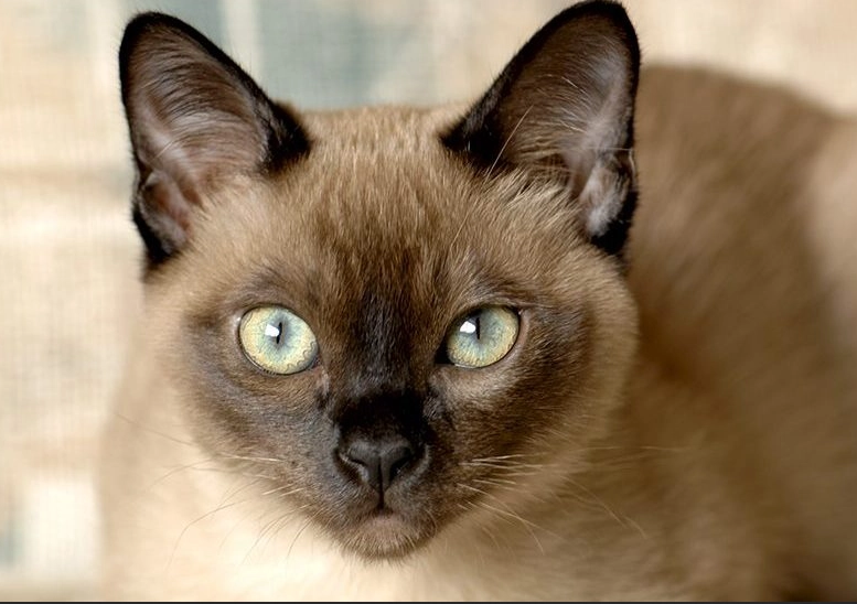 black Tonkinese
