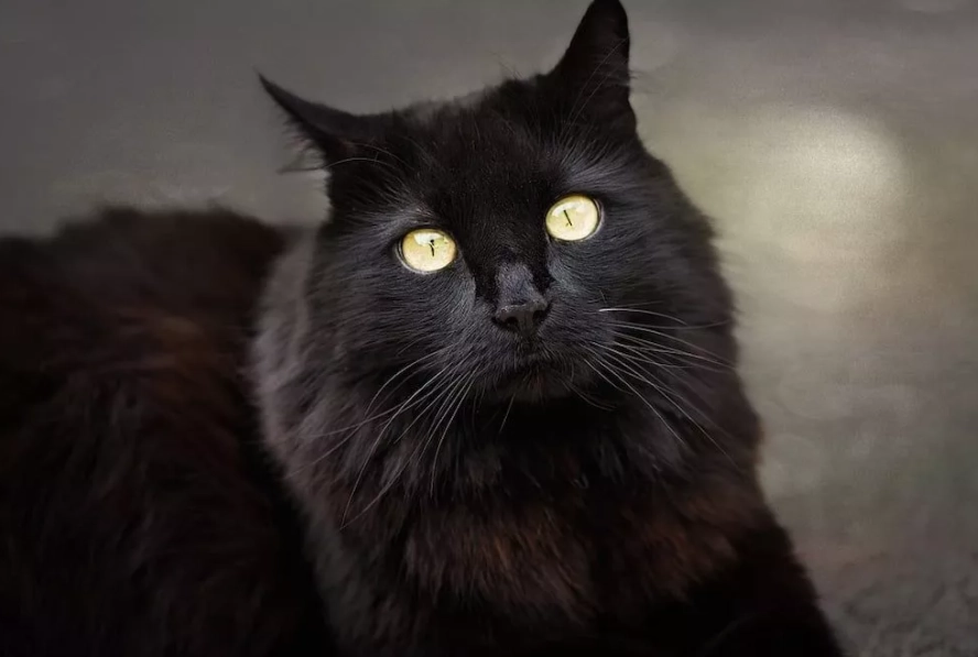 Turkish Angora black coat