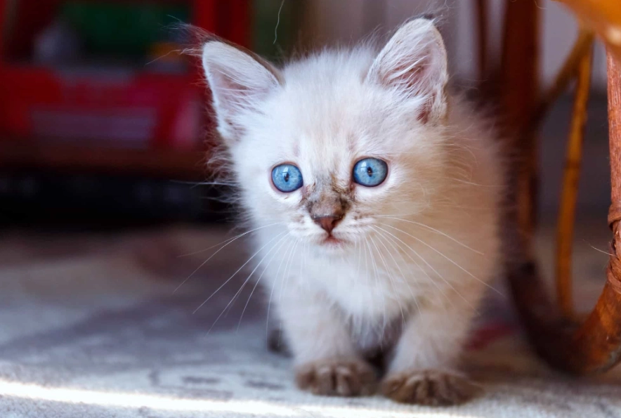 Tonkinese cat breeder Tonkinese cat breeder