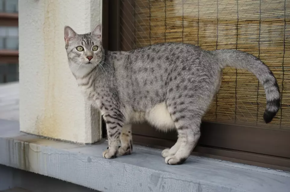 Egyptian Mau white