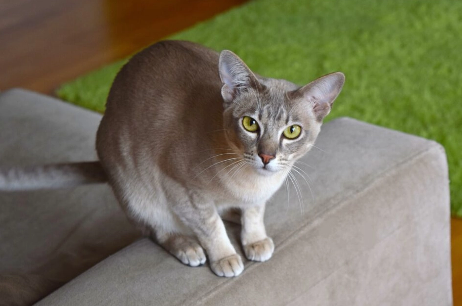 How much does a Tonkinese cat cost?