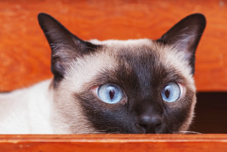 Tonkinese cat personality