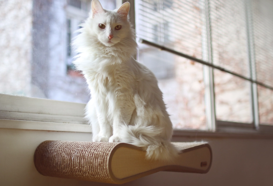 Turkish Angora cat size