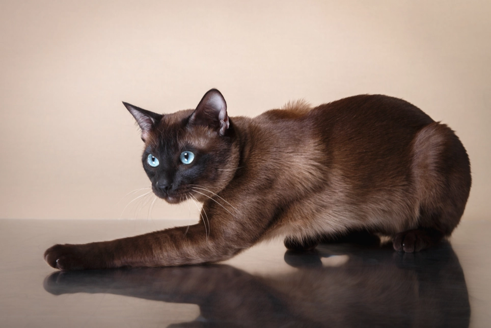 Tonkinese cat colors