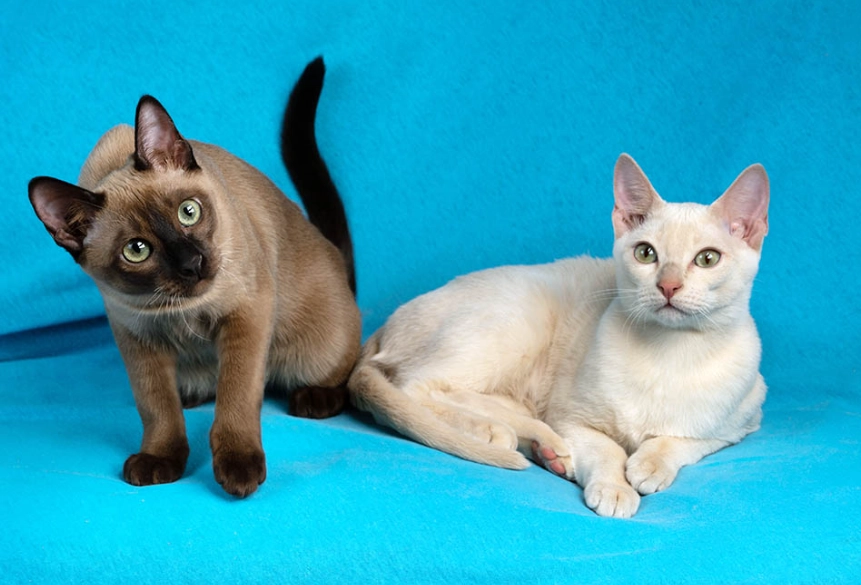 Do Tonkinese cats like to be held?