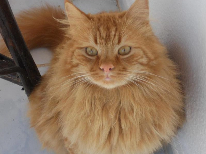 Turkish Angora orange cat