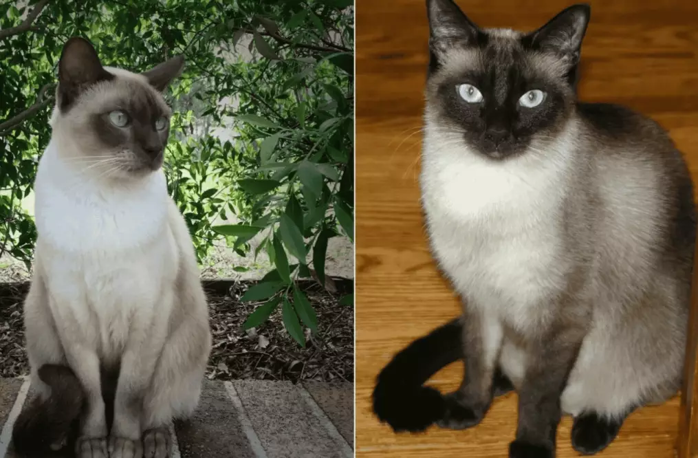 are Tonkinese cats affectionate