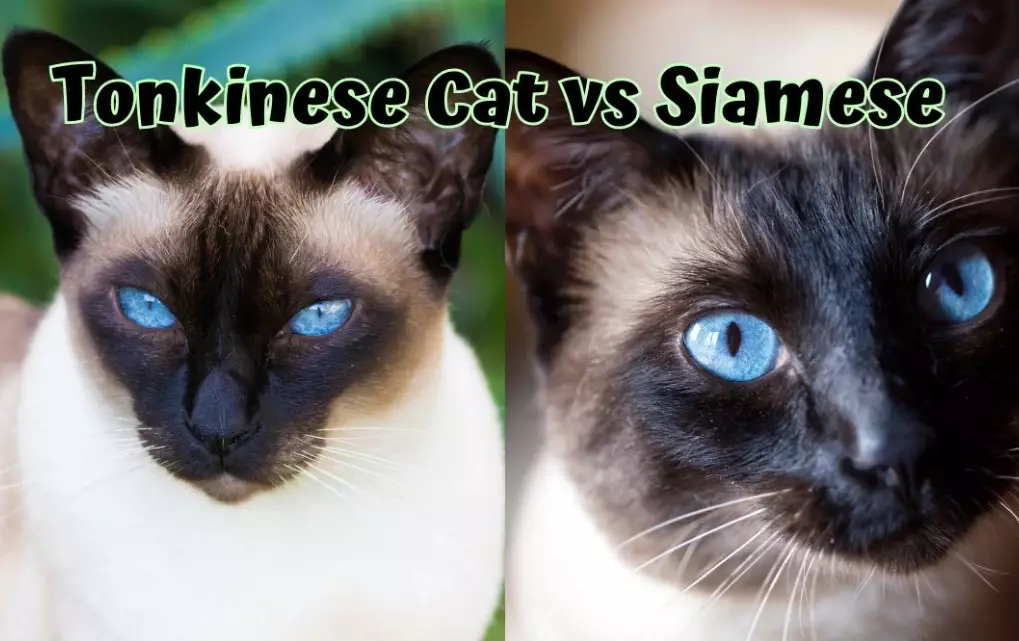 difference between Siamese and Tonkinese cats