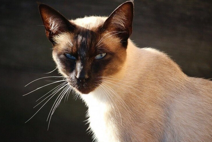 What is the temperament of a Tonkinese cat?