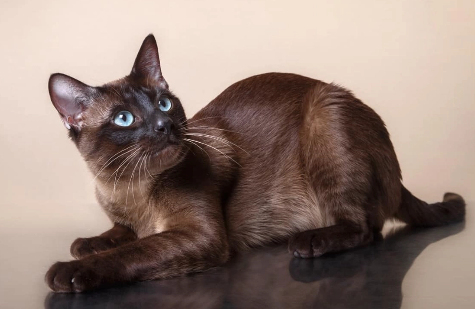 Tonkinese cat black