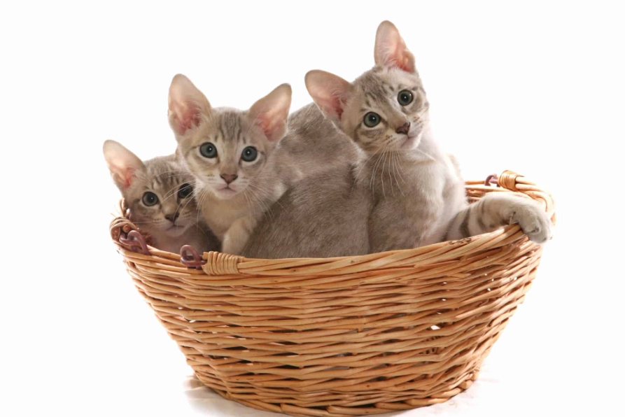 Tonkinese cat cost Tonkinese cat cost