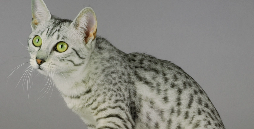 Egyptian Mau white