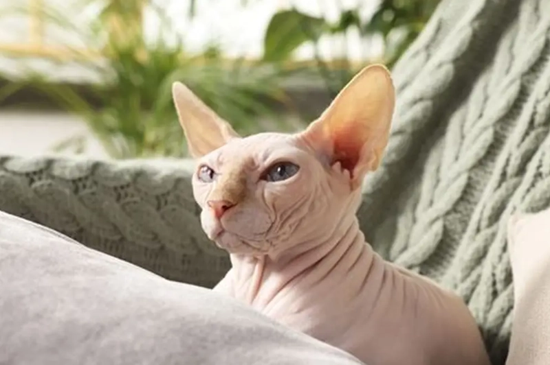 Egyptian Cat Sphynx