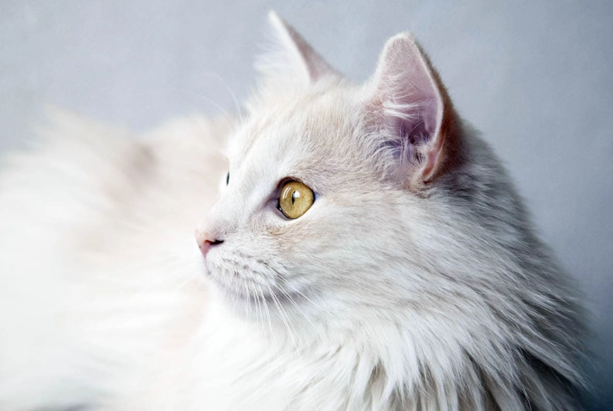 buy Turkish Angora cat