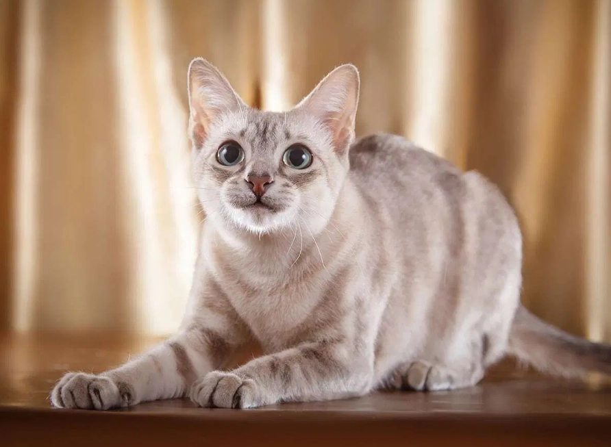 how to get an orange tonkinese how to get an orange tonkinese