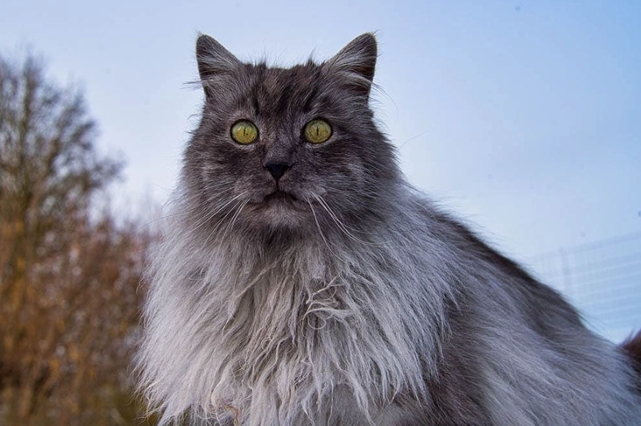 How much do Turkish Angora cats cost?