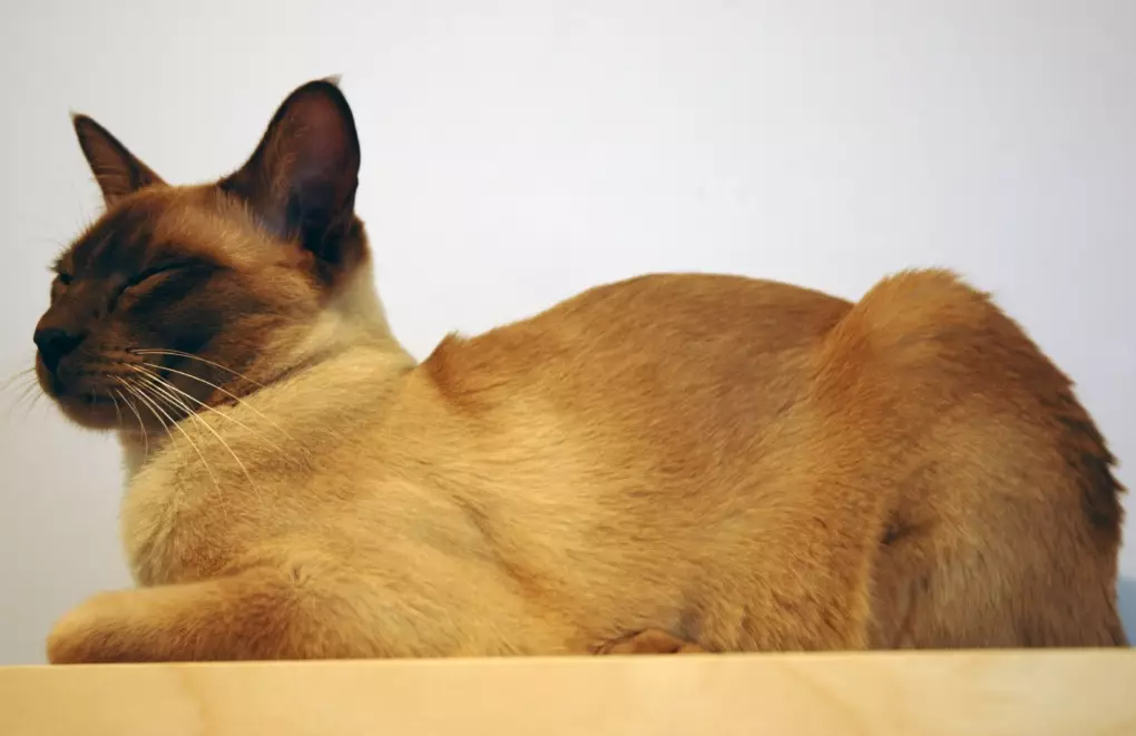 black Tonkinese black Tonkinese