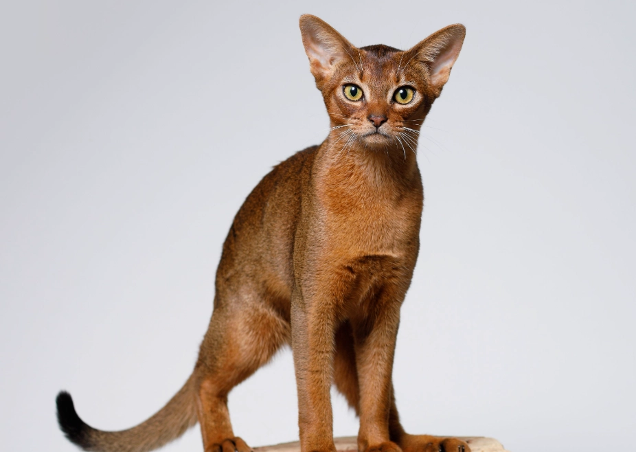 Abyssinian cats