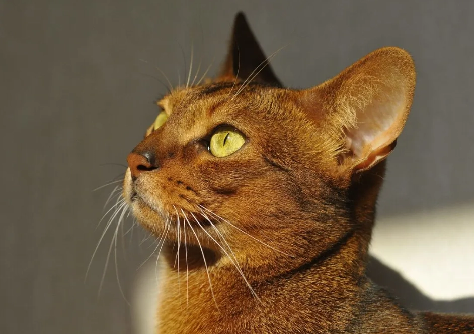 Abyssinian cat colors