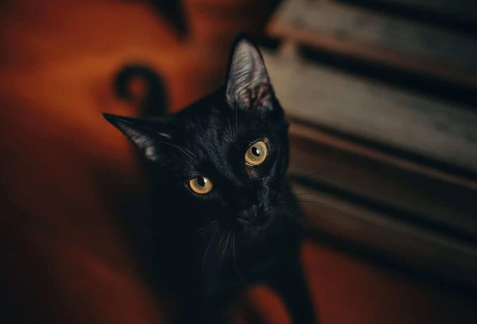 Are black Abyssinian cats rare?