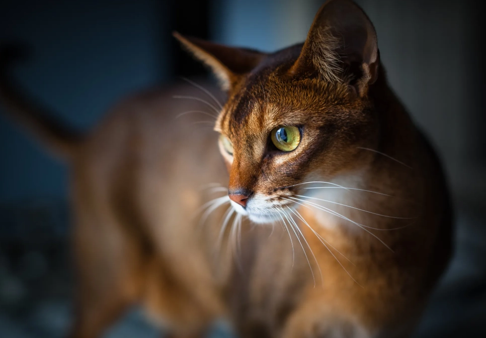 Abyssinian cat cuddling Abyssinian cat cuddling