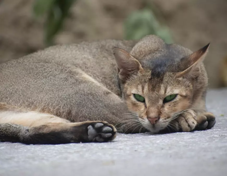 Abyssinian cat coat colors