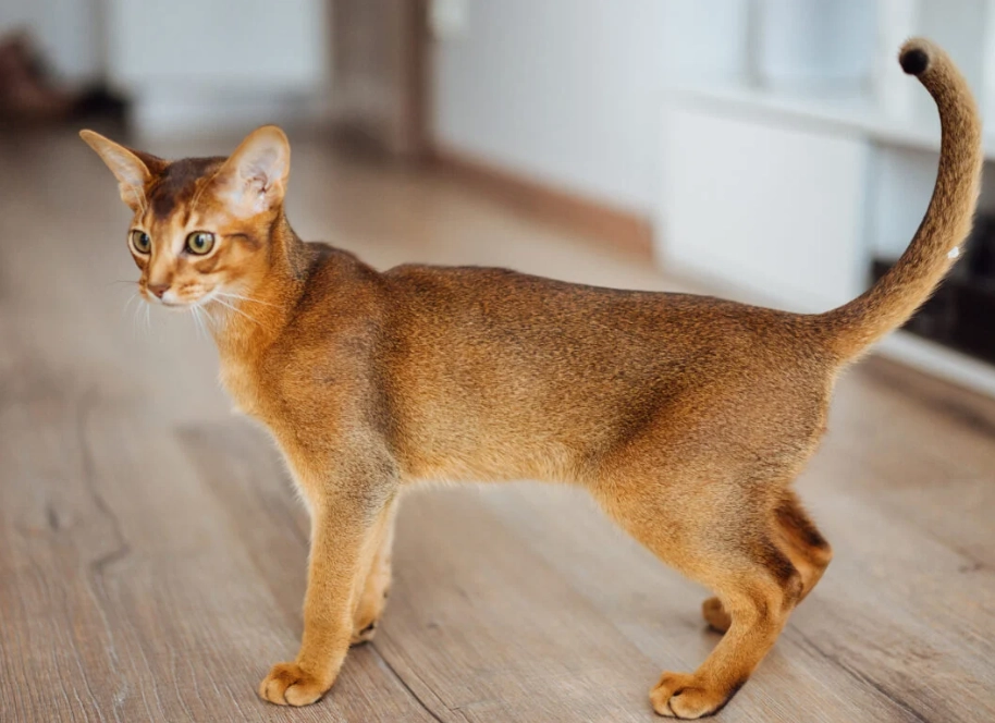 ruddy Abyssinian