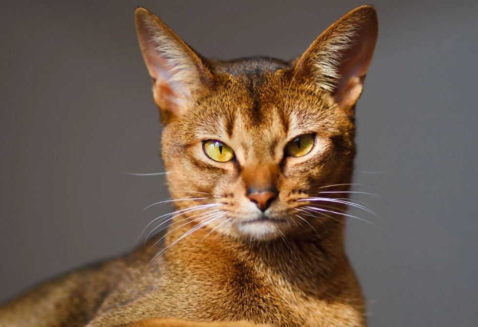 Abyssinian cat colors