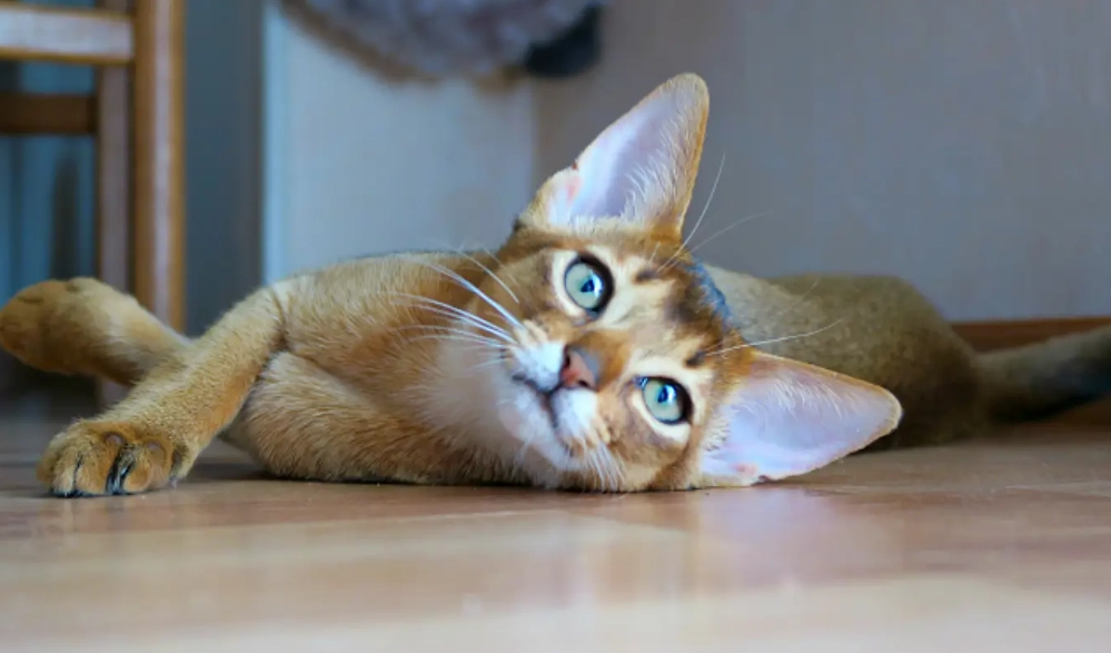 Abyssinian cat personality