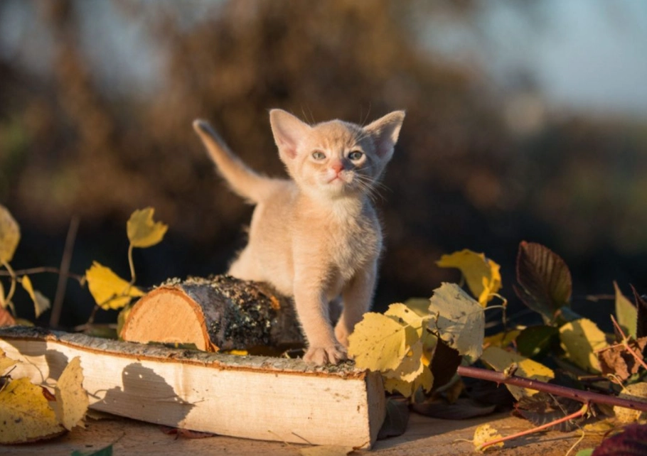 Abyssinian cat colors